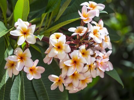 Frangipani Plumeria flowers border Designの写真素材