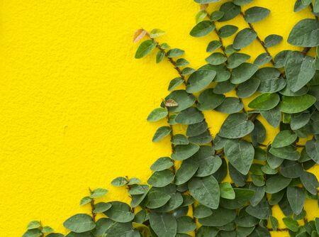 Abstract green wall of ivy gourd for backgroundの写真素材