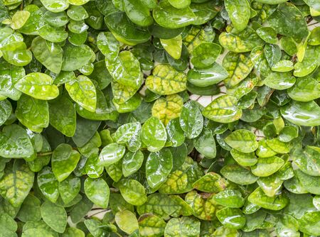 Abstract green wall of ivy gourd for backgroundの写真素材