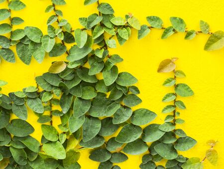 Abstract green wall of ivy gourd for backgroundの写真素材