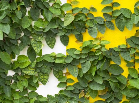 Abstract green wall of ivy gourd for backgroundの写真素材