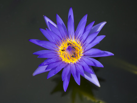 honey bee flying and bees collecting nectar in deep of purple lotus blossomの写真素材