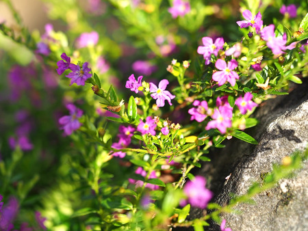 Flower purple in the garden, select and soft focusの写真素材