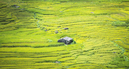 Terraced rice field in rice season in Sapa, Vietnamの写真素材