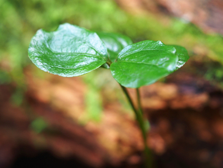 close up of green leaveの写真素材