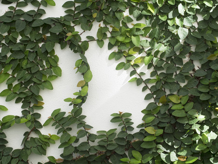 Abstract green wall on the white background of ivy gourd for backgroundの写真素材
