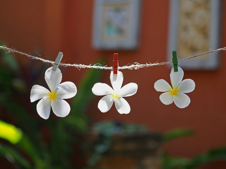 Flower on Rope. background the nature, soft focusの写真素材