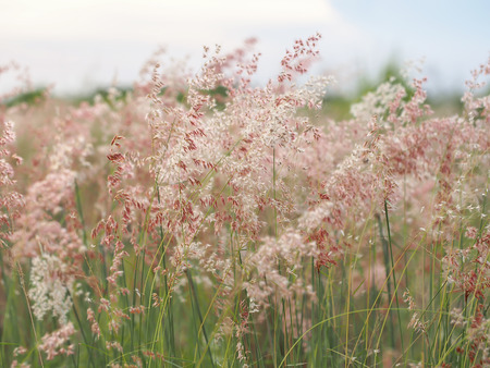Forest meadow with wild grasses, select and soft focusの写真素材