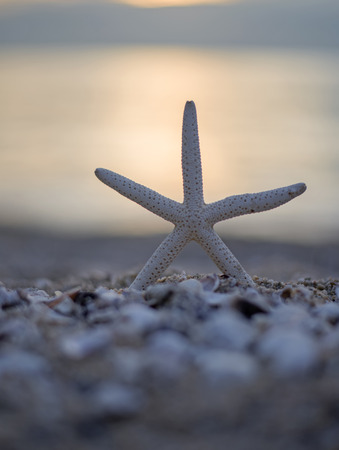 Closeup starfish on the beach and twilight sunsetの写真素材