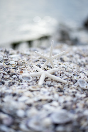 Closeup starfish on the beach, soft and select focusの写真素材