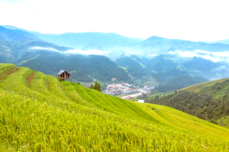 Terraced rice field in rice season in Vietnamの写真素材