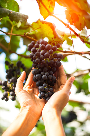 Close up of farmer women holding a bunch of grapes in a vineyard.の写真素材