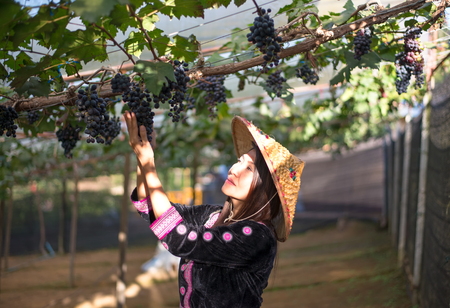 Farmer woman picking grape during wine harvestの写真素材