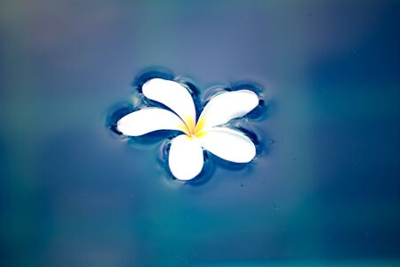 Frangipani tropical spa flower on the water, soft and select focusの写真素材