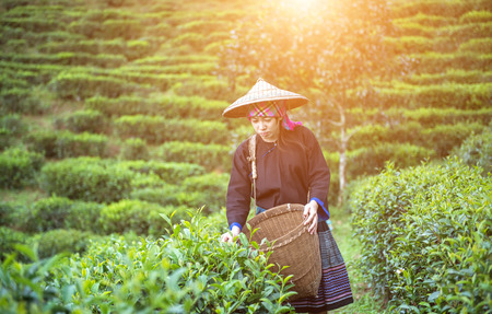 Asia women were picking tea leaves at a tea plantationの写真素材