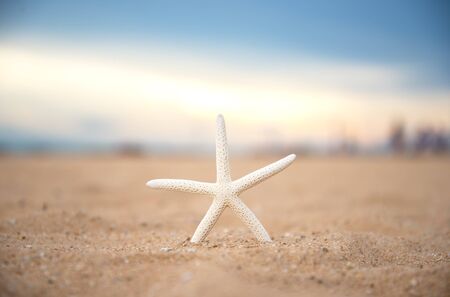 Closeup starfish on the beach and twilight sunsetの写真素材