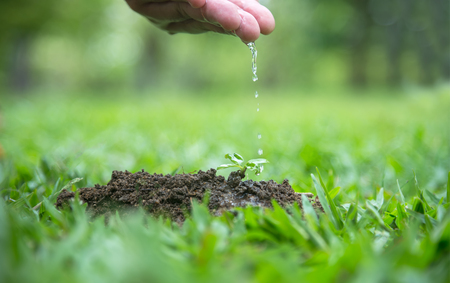 hands of a farmer watering young green plants / nurturing baby plantの写真素材