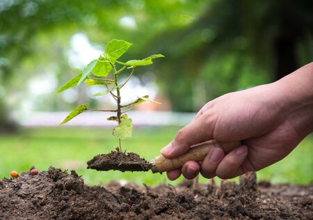 Tree glowth. Planting a tree. Close-up on young man planting the tree while working in the gardenの写真素材