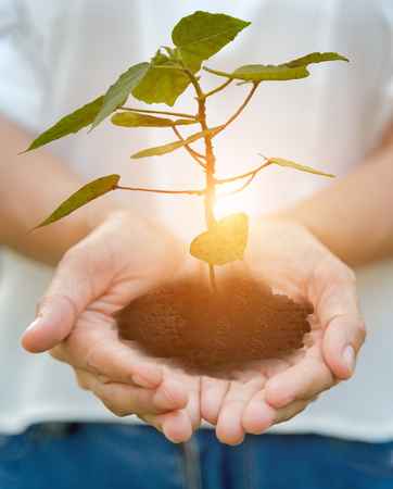 Hands holding seedling trees in the park.の写真素材
