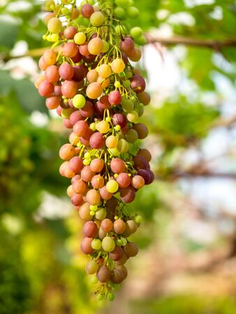 Wine grapes in vineyard on a sunny day, select focusの写真素材