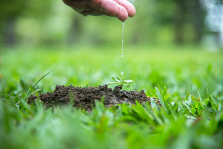 Hands of a farmer woman watering young green plants and nurturing baby plant.  World Environment and Save Environment.の写真素材