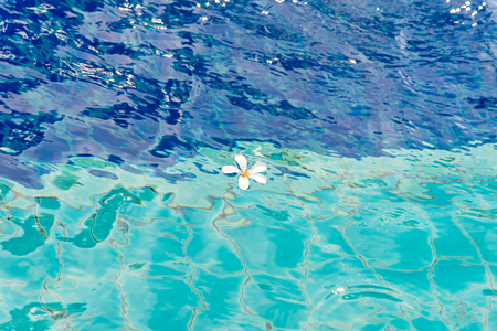 White flowers in the pool blue backgroundの写真素材