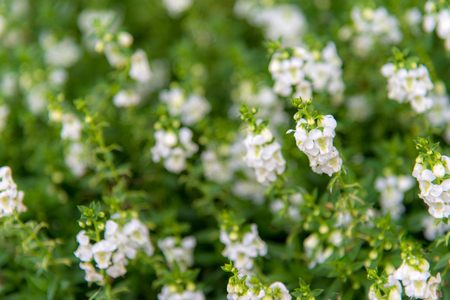 White flowers field and green leaves in the garden, select focusの写真素材
