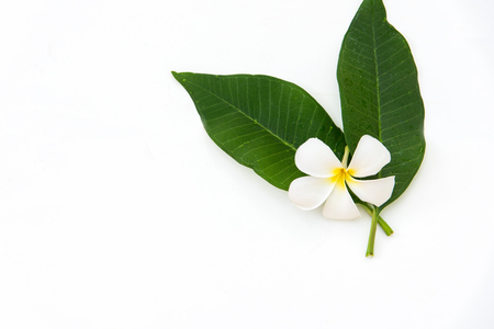 Frangipani plumeria Spa Flower on white wooden.  Thai Spa.  Healthy Conceptの写真素材