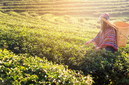 Asia worker farmer women were picking tea leaves for traditions in the sunrise morning at tea plantation nature. Lifestyle Conceptの写真素材