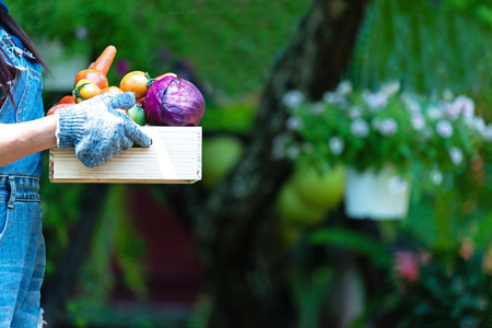Close up hands women farmer holding a basket of vegetables organic in the vineyard outdoors countryside for sell in the marketsの写真素材