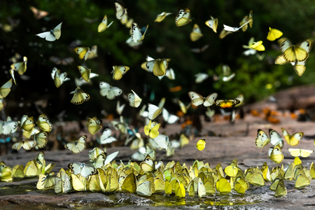 Flocks of butterflies live in the forest, soft focus imageの写真素材