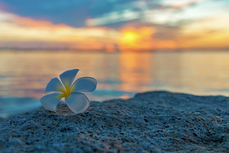 Tropical frangipani white flower near the sunset beach. flower spa. Copy space.の写真素材