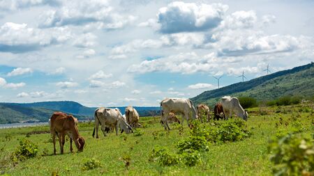 Cows with wind turbine on background. Cows in pasture.の写真素材