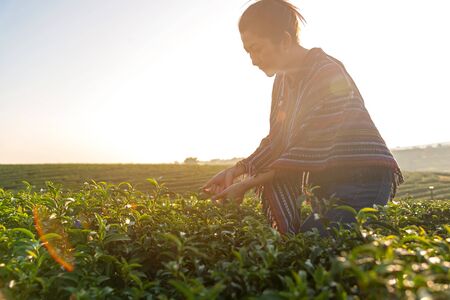 Asian worker farmer women were picking tea leaves for traditions in the sunrise morning at tea plantation nature. Lifestyle Conceptの写真素材