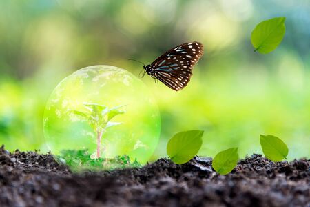 Glowing earth globe on soil with butterfly in the nature.   World Environment and Save Environment. Earth image provided by Nasa.の写真素材