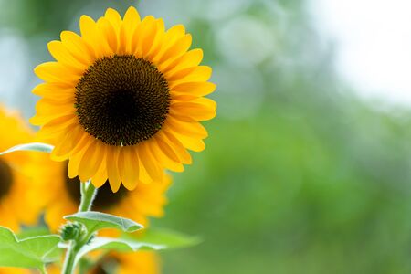 Sunflower with sunflower field. Green bokeh background.の写真素材