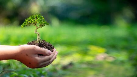 Hands child holding tree keep environment on the back soil in the nature park of growth of plant for reduce global warming, green nature background. Ecology and environment concept.の写真素材