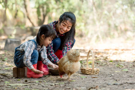 Asian little girl and young woman feed the chicken in layer and house farm eggs.  People kid woking outdoor stay home.の写真素材