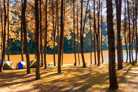Adventures Camping tourism and tent under the view pine forest landscape near water outdoor in morning and sunset sky at Pang-ung, pine forest park , Mae Hong Son, Thailand. Concept Travel.の写真素材