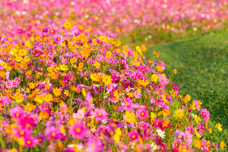 Flowers Cosmos in the meadow background. soft and select focusの写真素材