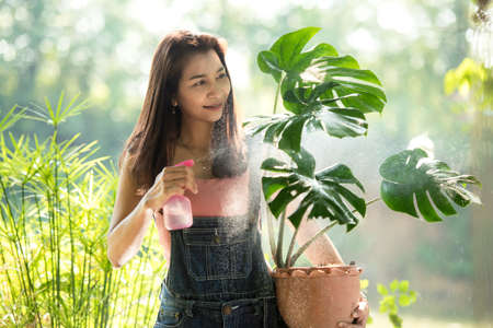 Young woman care plant monstera in garden. Asian people hobby and freelance gardening outdoor sunny nature background. Happy and enjoy in spring and summer day.の写真素材