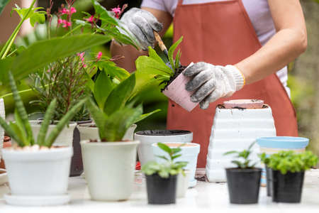 Close up hands  woman care  plant flower in garden. People hobby and freelance gardening indoor at home, nature garden background. Happy and enjoy in springtime and summer day.Â  Lifestyle Conceptの写真素材