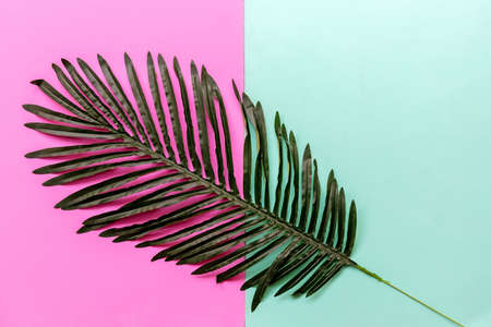 Background Concept. Coconut and palm leave on green and pink background.  Top view and copy spaceの写真素材