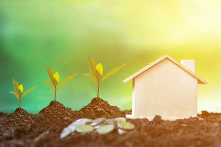 Investor of real estate.  The plants growing on money coin stack for investment home green nature...