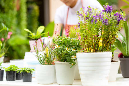 Close plant flower and tree in garden. People hobby and freelance gardening indoor greenhouse, nature garden background. Happy and enjoy in springtime and summer day.Â  Lifestyle Conceptの写真素材