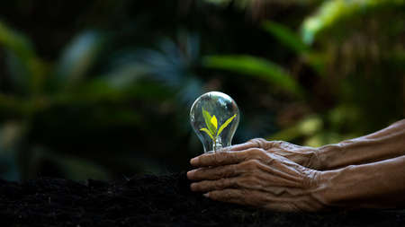 Hands old women agriculture holding light bulb and care energy and plant tree keep environment and nature.Â  Growth of plants in reduce global saving biodiversity nature.Â  Ecology and environment Conceptの写真素材