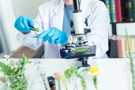 Close up hands woman science lab research for Natural alternative herb and essential oil from fresh flower new product skin care with microscope in laboratory.  Healthy herb Conceptの写真素材