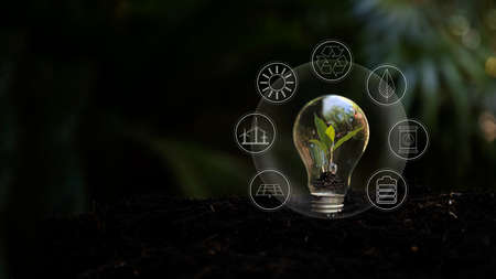 Saving energy and environment.Â  Tree growth in light bulb for saving Ecology energy nature and  reduce global warming for improve society, community and environment in future icon. Environment Concept.  Eco and Technology conceptの写真素材