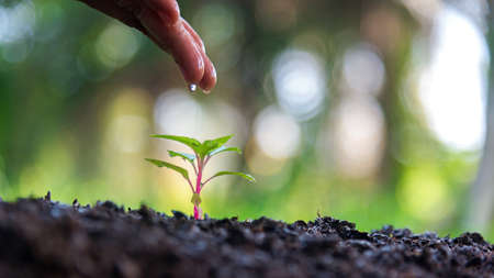 Hands of a gardener dropping water in the young green plants at nature park for reduce global warming earth. Ecology Conceptの写真素材