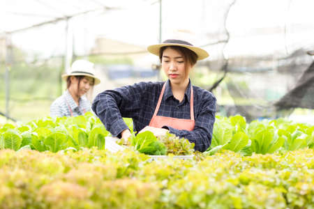 Owner farmer working and care vegetable or nurse growth plants Hydroponic organic in greenhouse.   Asian family women gardener in agriculture industry. Hydroponic agricultural system.  Business small conceptの写真素材